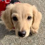 Crowley is an English cream dachshund puppy. (Bob Smith | Kitsap Daily News)