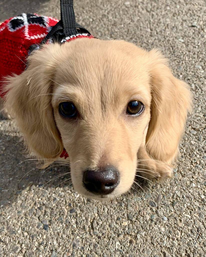 Crowley is an English cream dachshund puppy. (Bob Smith | Kitsap Daily News)