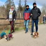 Gretel and Summit (front) lead the walk of the dachshunds at Silverdale Rotary Gateway Park. (Bob Smith | Kitsap Daily News)