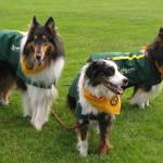 Bring your furry freinds down and celebrate Naturally 4 Paws 16th birthday and grand re-opening celebrations.