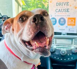 This dog is appropriately named Smiles. Humane Society Courtesy Photos