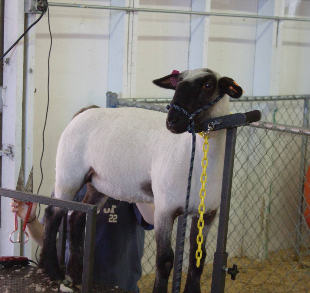 One of the caretakers of the sheep shears is almost done shearing this one.