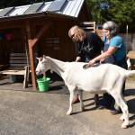 Lena ONeill Caine and Michele Muffoletto pet and comb Miles during a session. Nancy Treder/Kitsap News Group Photos