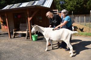 Lena ONeill Caine and Michele Muffoletto pet and comb Miles during a session. Nancy Treder/Kitsap News Group Photos
