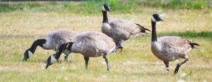 No, you're not seeing double, although it may look like it. It's almost like the two geese on the left and the two on the right are playing two different games of Simon Says. But they were just hanging out between Poulsbo Middle School and the Strawberry Community Fields in Poulsbo recently. Steve Powell/North Kitsap Herald