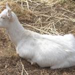 Animals are also available for feeding when visiting the Creek House Farm in Port Orchard.