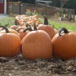 Pumpkins are laid out in rows and ready for purchase at the Pumpkin Patch at Creek House Farm. Elisha Meyer/Port Orchard Independent Photos