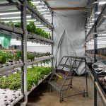 Hydroponic growing stacks at Vireo Farm.