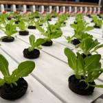 Plants growing in the hydroponics stacks.