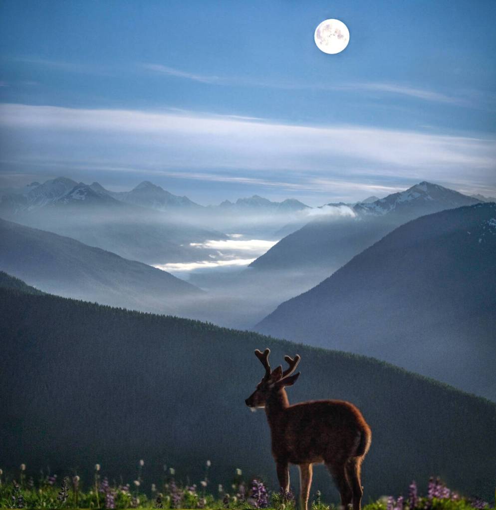 Fan favorite contest winning photo by Mathew Nichols. Photo courtesy First Fed