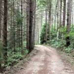 Tree canopies inside Port Gamble Forest Heritage Park. Courtesy Photos