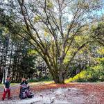 Oak revealed at Moritani Preserve. Courtesy Photo