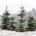 Christmas trees near the BARN stand tall in the snow.