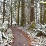 A dusting of snow in the Grand Forest.