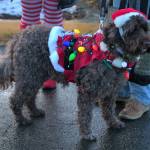 A dog waits patiently with its owner before the start of the parade.