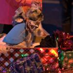 This pet's owner presents a display of present boxes with a dog on top.