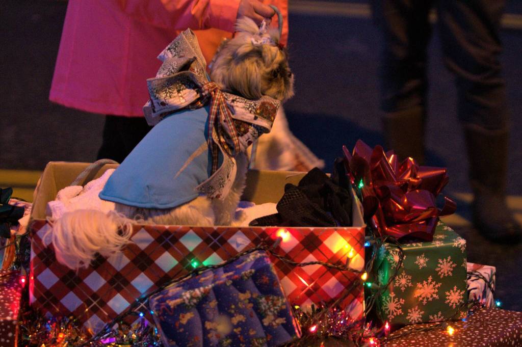 This pet's owner presents a display of present boxes with a dog on top.