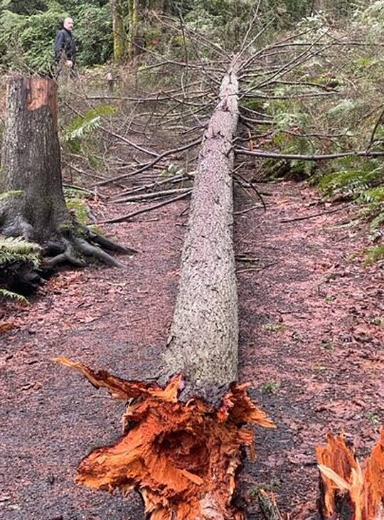 This tree snapped off in the winds and rains in Illahee Preserve. Volunteer crews will clean up when the weather allows. Jim Aho Courtesy Photo