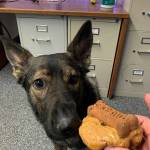 Odin was awarded 'the prestigious peanut butter dog biscuit donut' for helping track down two suspects in the woods who stole a U-Haul van.