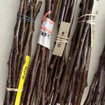 A variety of scion wood was available for participants to graft onto their trees.