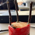 This piece of wood demonstrates how to graft scion wood onto a trunk of cut limb.