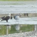 An eagle, herons and other birds gather at a creek looking for fish as the tide goes out.