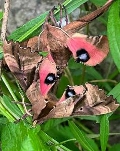 David Shaw of Bainbridge Island took this colorful photo recently while doing yard work. He says based on his non-expert research he thinks they are Blind-eyed Sphinx moths. The natural beauty that surrounds us on BI never ceases to amaze me, he says. David Shaw courtesy photo