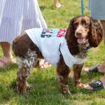 This dog is dressed up and ready to go for a walk in the parade.