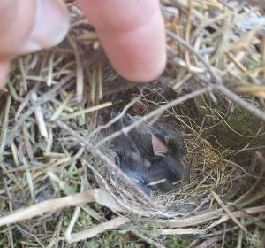 Baby juncos in nest. GPC courtesy photo