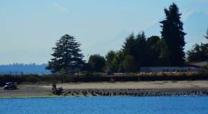 With Mount Rainier looming in the background, the U.S. Environmental Protection Agency investigates the Wyckoff/Eagle Harbor Superfund Site Aug. 3. Cleanup actions are needed in the soil and groundwater at the former Wyckoff wood treatment facility. Crews will do work from barges and during low tides on the beach. Replacing the metal sheet wall is part of the project, along with dredging and capping contaminated beach sediments. Excavated areas will be filled with clean sand. Fixes will be done in two phases over eight to 10 years, with it being finished by 2032. Steve Powell/Kitsap News Group