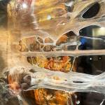 Sherry Gamble courtesy image
From her Grit City collection