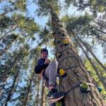 Joel Schwarcz courtesy photos
Each tree is 50 feet tall.