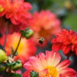A bee flies around the Rose Garden.
