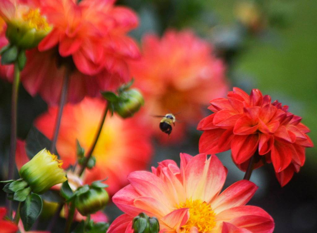 A bee flies around the Rose Garden.