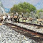 Bullhorn sheep hang out on railroad tracks after drinking water from the lake.