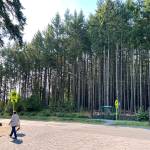 Nancy Treder/Kitsap News Group Photos
A count of trees conducted Aug. 19 in the densely populated stand of trees on NE New Brooklyn Road and Northtown Drive found more than 400 trees in a 272-foot by 123-foot area in front of the bus stop, ranging in diameter of 3 inches to 12 inches with dozens more fallen trees on the ground.