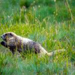 2012 August 29th Marmot Monitoring Survey at Hurricane Hill - Photo credit to Kiley Barbero.