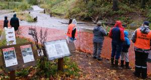 Damon Williams/Kitsap News Group
Visitors were fenced off so they couldnt get too close to the waters to see the fish because of problems in the past.