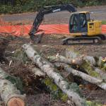 Steve Powell/Kitsap News Group
Some trees are coming down along Highway 305 to make room for a roundabout.