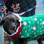 Elisha Meyer/Kitsap News Group Photos
This pooch sports a cute reindeer costume for the annual parade.