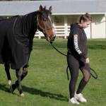 A horse keeps warm and is led away from the course after competing.