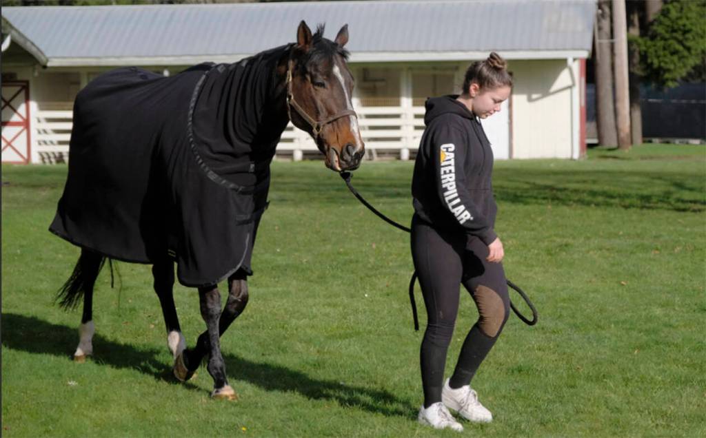 A horse keeps warm and is led away from the course after competing.