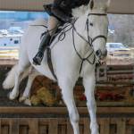 Elizabeth Beasley jumps horse Apollo over a hunter obstacle course.