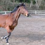 Damon Williams/Kitsap News Group Photos
A horse loosens up in the arena.