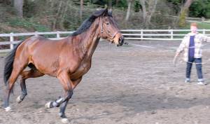 Damon Williams/Kitsap News Group Photos
A horse loosens up in the arena.