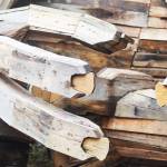 Some of Pias fingers.