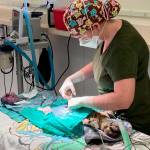 KHS courtesy photo
Dr. Jen Stonequist operates on a cat in the shelters new Lifesaving Center.