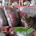 All of the decorations in Ruth Reeses home are the cats meow.