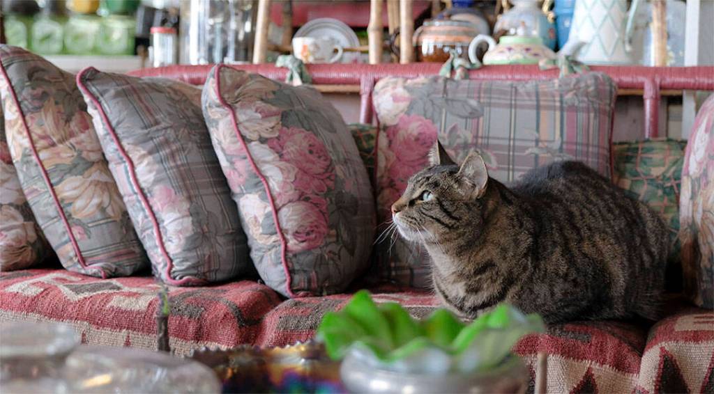 All of the decorations in Ruth Reeses home are the cats meow.
