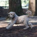 A poodle mix mid-romp in the new Strawberry Hill dog run.